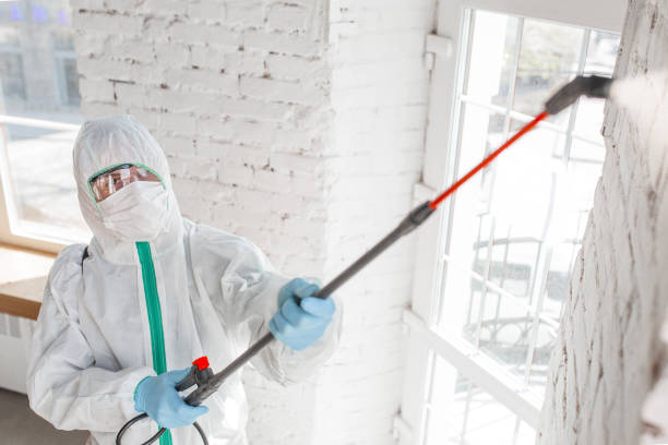 Best Attic Mold Removal  in Norwich, NY